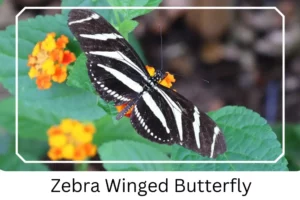 Zebra Winged Butterfly