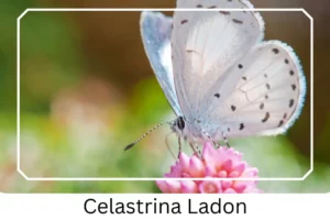 Celastrina Ladon
