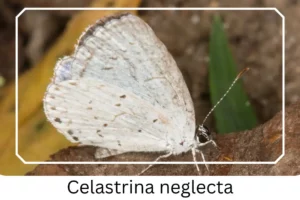 Celastrina neglecta
