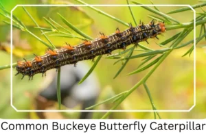 Common Buckeye Butterfly Caterpillar
