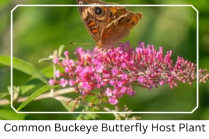 Common Buckeye Butterfly Host Plant