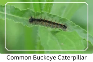 Common Buckeye Caterpillar