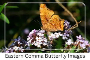 Eastern Comma Butterfly Images