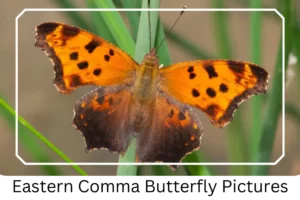Eastern Comma Butterfly Pictures