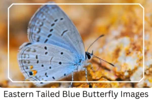 Eastern Tailed Blue Butterfly Images