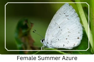 Female Summer Azure