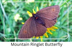 Mountain Ringlet Butterfly