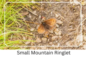 Small Mountain Ringlet
