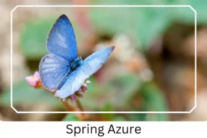 Spring Azure