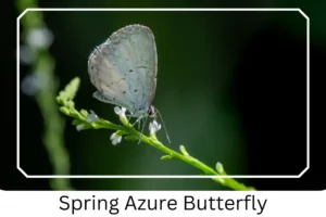 Spring Azure Butterfly 