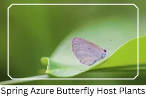Spring Azure Butterfly Host Plants