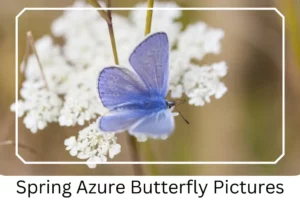 Spring Azure Butterfly Pictures