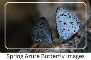 Spring Azure Butterfly Images 