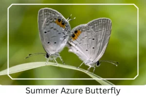 Summer Azure Butterfly 