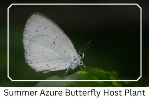 Summer Azure Butterfly Host Plant