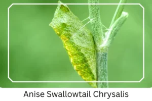 Anise Swallowtail Chrysalis