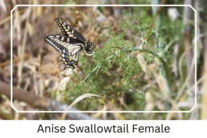 Anise Swallowtail Female