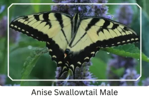 Anise Swallowtail Male