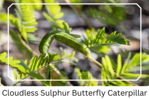 Cloudless Sulphur Butterfly Caterpillar