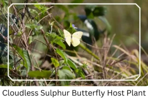 Cloudless Sulphur Butterfly Host Plant