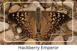 Hackberry Emperor 