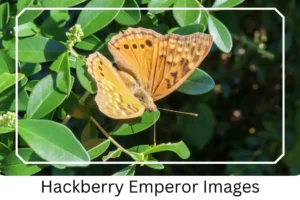 Hackberry Emperor Images