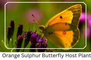 Orange Sulphur Butterfly Host Plant