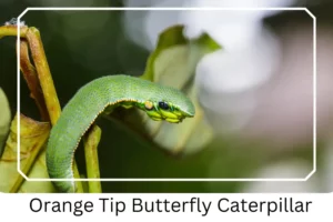 Orange Tip Butterfly Caterpillar