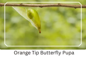 Orange Tip Butterfly Pupa