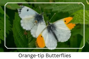 Orange-tip Butterflies