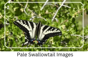 Pale Swallowtail Images