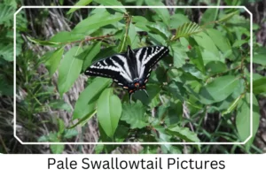 Pale Swallowtail Pictures