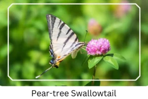 Pear-tree Swallowtail