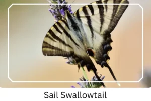 Sail Swallowtail