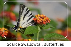 Scarce Swallowtail Butterflies
