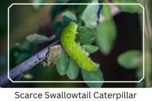 Scarce Swallowtail Caterpillar