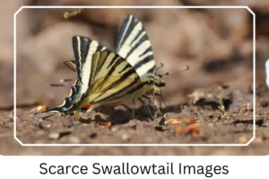 Scarce Swallowtail Images