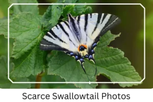 Scarce Swallowtail Photos