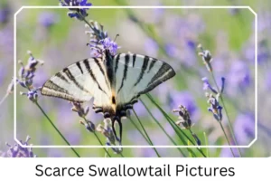 Scarce Swallowtail Pictures