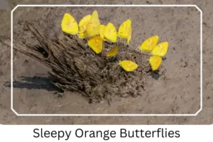 Sleepy Orange Butterflies