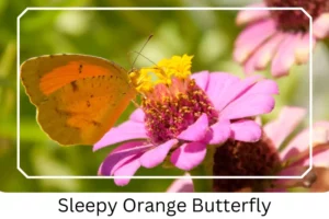 Sleepy Orange Butterfly 