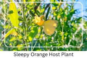 Sleepy Orange Host Plant 