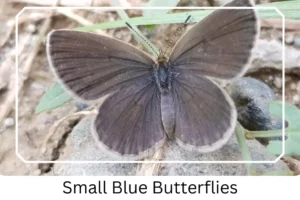 Small Blue Butterflies