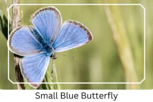 Small Blue Butterfly 
