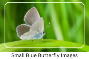 Small Blue Butterfly Images