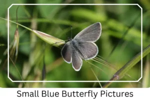 Small Blue Butterfly Pictures