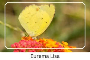 Eurema Lisa