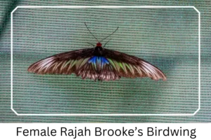 Female Rajah Brooke's Birdwing