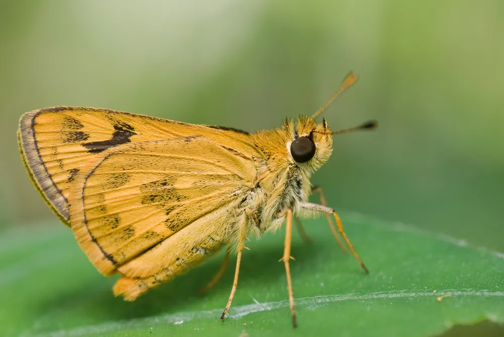 Fiery Skipper