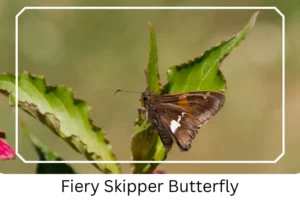 Fiery Skipper Butterfly